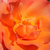 Narančasta - Floribunda ruže - Courtoisie